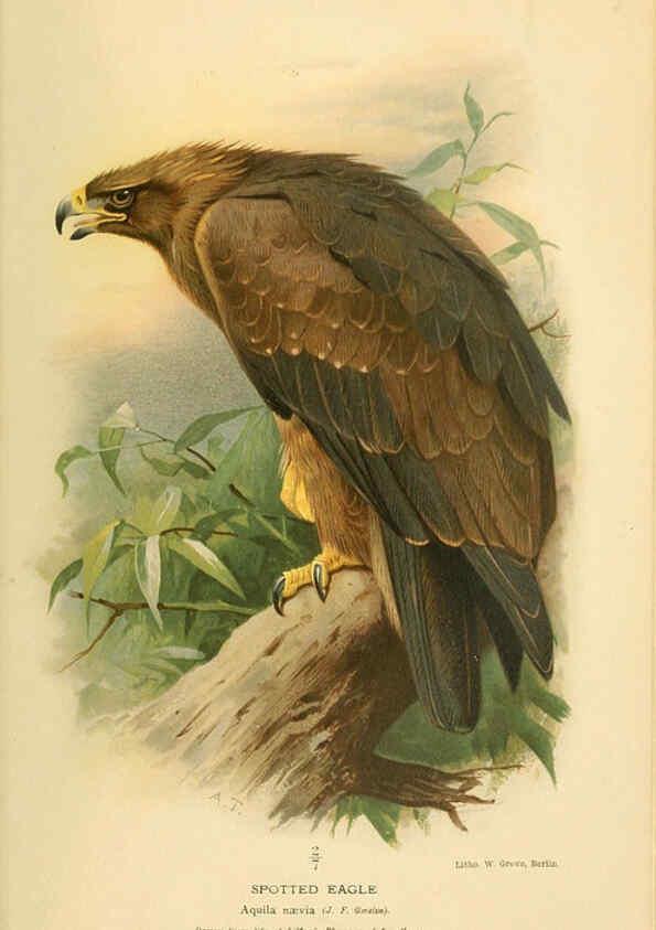 Reproducción/Reproduction 6028610755: Coloured figures of the birds of the British Islands. v.1 London :R. H. Porter,1885-1897