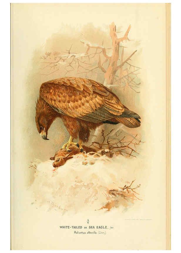 Reproducción/Reproduction 6028611263: Coloured figures of the birds of the British Islands. v.1 London :R. H. Porter,1885-1897