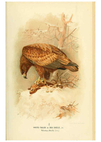Reproducción/Reproduction 6028611263: Coloured figures of the birds of the British Islands. v.1 London :R. H. Porter,1885-1897