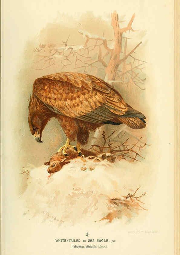 Reproducción/Reproduction 6028611263: Coloured figures of the birds of the British Islands. v.1 London :R. H. Porter,1885-1897