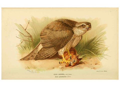 Reproducción/Reproduction 6028616567: Coloured figures of the birds of the British Islands. v.1 London :R. H. Porter,1885-1897