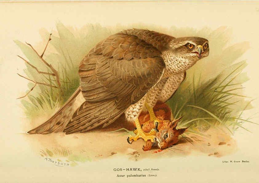 Reproducción/Reproduction 6028616567: Coloured figures of the birds of the British Islands. v.1 London :R. H. Porter,1885-1897