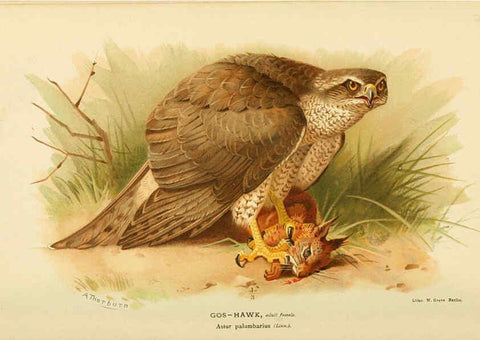 Reproducción/Reproduction 6028616567: Coloured figures of the birds of the British Islands. v.1 London :R. H. Porter,1885-1897