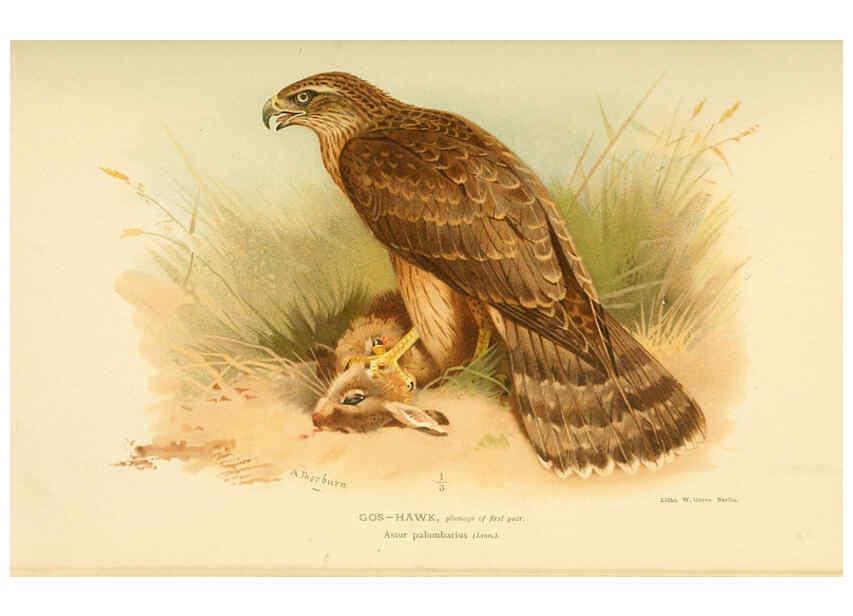 Reproducción/Reproduction 6029169094: Coloured figures of the birds of the British Islands. v.1 London :R. H. Porter,1885-1897