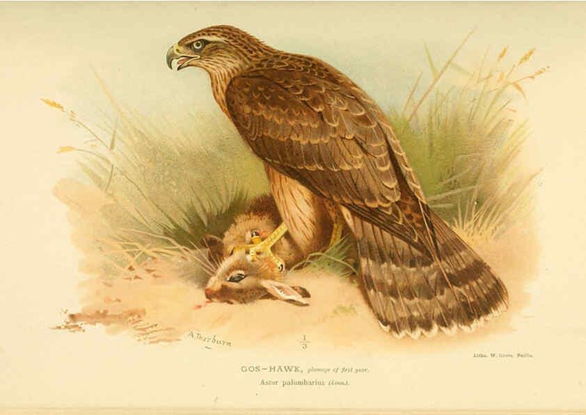 Reproducción/Reproduction 6029169094: Coloured figures of the birds of the British Islands. v.1 London :R. H. Porter,1885-1897