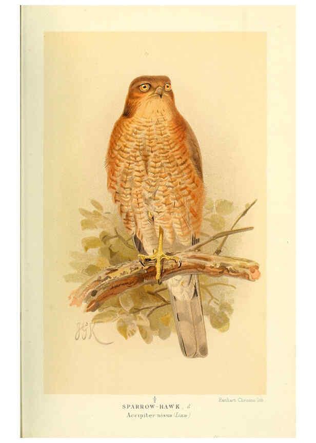 Reproducción/Reproduction 6028616951: Coloured figures of the birds of the British Islands. v.1 London :R. H. Porter,1885-1897