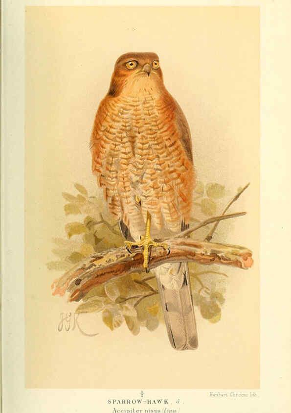 Reproducción/Reproduction 6028616951: Coloured figures of the birds of the British Islands. v.1 London :R. H. Porter,1885-1897