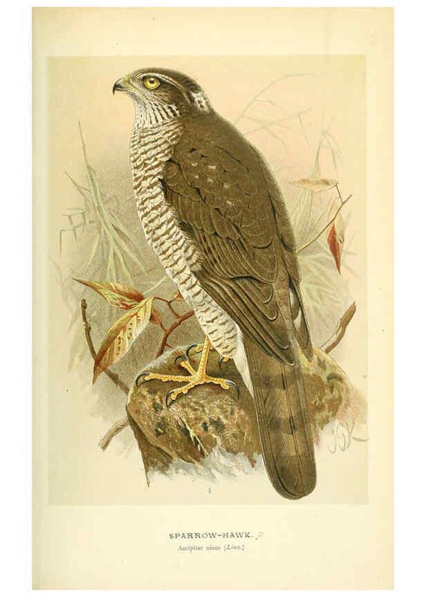 Reproducción/Reproduction 6029169586: Coloured figures of the birds of the British Islands. v.1 London :R. H. Porter,1885-1897