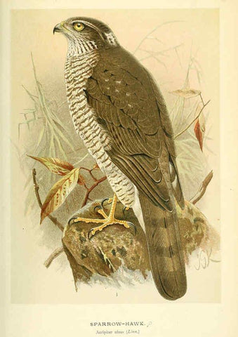 Reproducción/Reproduction 6029169586: Coloured figures of the birds of the British Islands. v.1 London :R. H. Porter,1885-1897