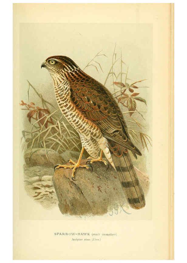 Reproducción/Reproduction 6028617541: Coloured figures of the birds of the British Islands. v.1 London :R. H. Porter,1885-1897