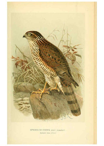 Reproducción/Reproduction 6028617541: Coloured figures of the birds of the British Islands. v.1 London :R. H. Porter,1885-1897