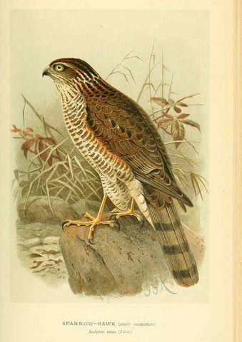 Reproducción/Reproduction 6028617541: Coloured figures of the birds of the British Islands. v.1 London :R. H. Porter,1885-1897