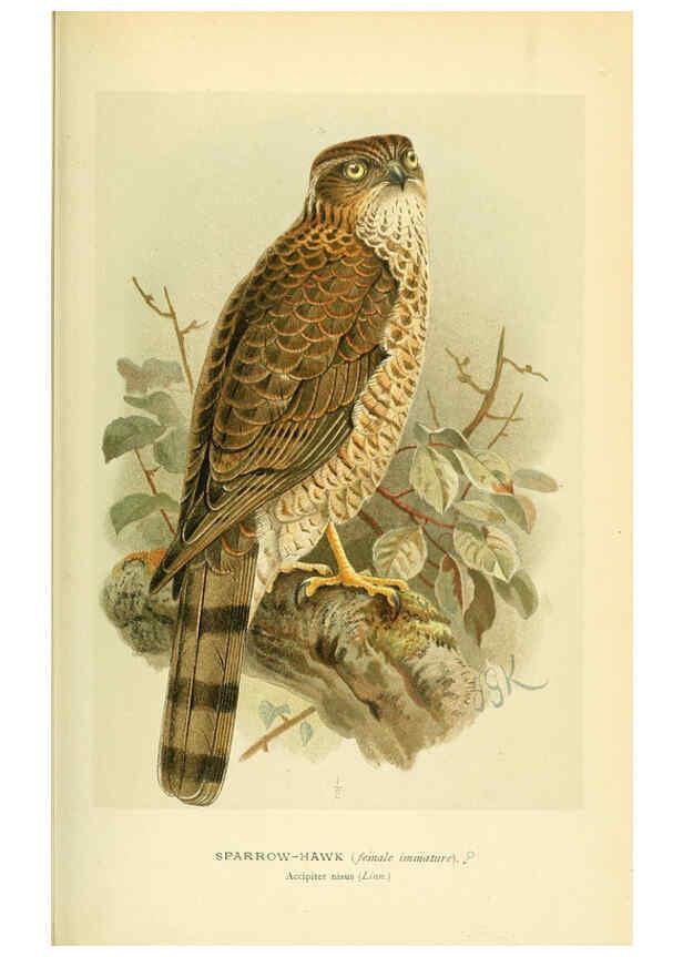 Reproducción/Reproduction 6028617781: Coloured figures of the birds of the British Islands. v.1 London :R. H. Porter,1885-1897