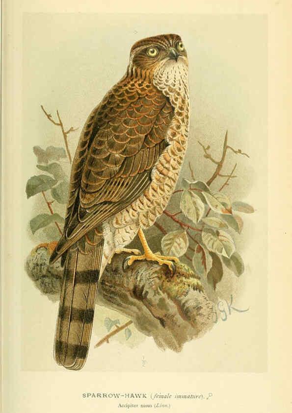 Reproducción/Reproduction 6028617781: Coloured figures of the birds of the British Islands. v.1 London :R. H. Porter,1885-1897