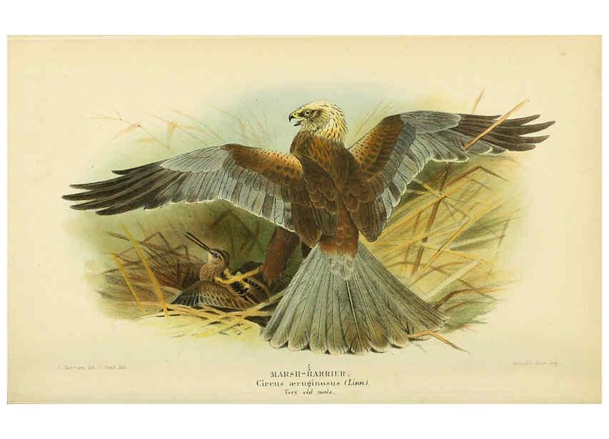 Reproducción/Reproduction 6029170388: Coloured figures of the birds of the British Islands. v.1 London :R. H. Porter,1885-1897