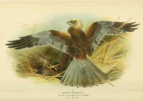 Reproducción/Reproduction 6029170388: Coloured figures of the birds of the British Islands. v.1 London :R. H. Porter,1885-1897