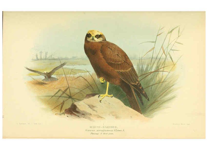 Reproducción/Reproduction 6029170622: Coloured figures of the birds of the British Islands. v.1 London :R. H. Porter,1885-1897