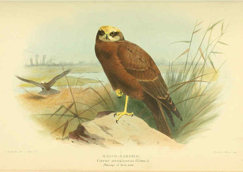 Reproducción/Reproduction 6029170622: Coloured figures of the birds of the British Islands. v.1 London :R. H. Porter,1885-1897
