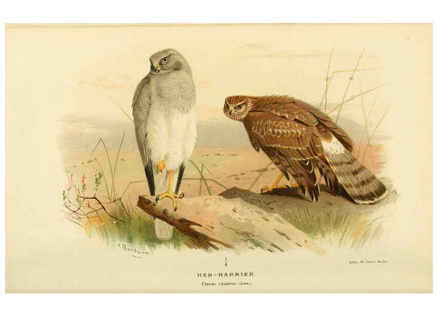 Reproducción/Reproduction 6029170852: Coloured figures of the birds of the British Islands. v.1 London :R. H. Porter,1885-1897