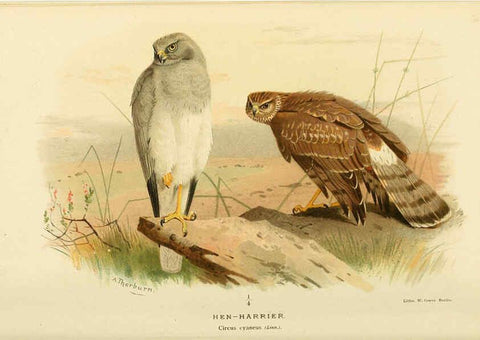 Reproducción/Reproduction 6029170852: Coloured figures of the birds of the British Islands. v.1 London :R. H. Porter,1885-1897