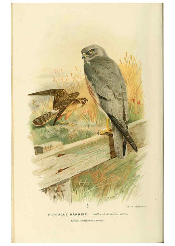 Reproducción/Reproduction 6028618935: Coloured figures of the birds of the British Islands. v.1 London :R. H. Porter,1885-1897