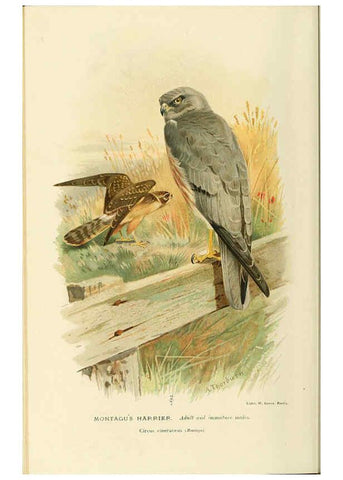 Reproducción/Reproduction 6028618935: Coloured figures of the birds of the British Islands. v.1 London :R. H. Porter,1885-1897