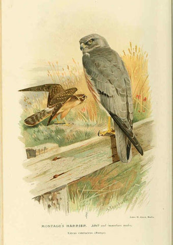 Reproducción/Reproduction 6028618935: Coloured figures of the birds of the British Islands. v.1 London :R. H. Porter,1885-1897