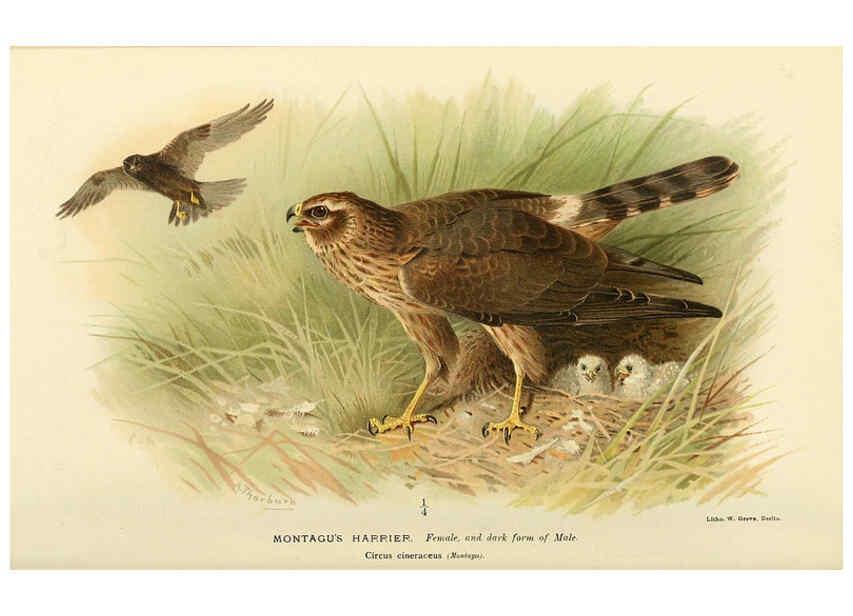 Reproducción/Reproduction 6028619287: Coloured figures of the birds of the British Islands. v.1 London :R. H. Porter,1885-1897