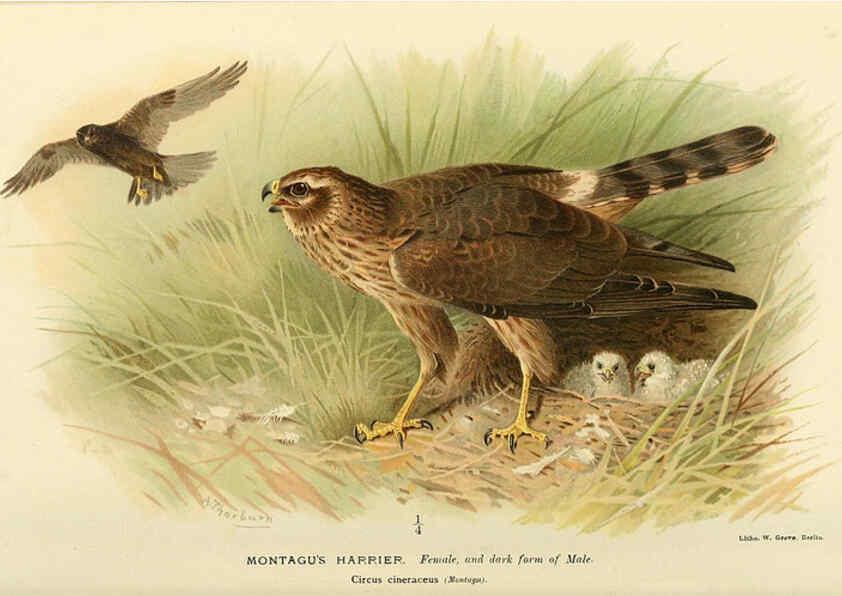 Reproducción/Reproduction 6028619287: Coloured figures of the birds of the British Islands. v.1 London :R. H. Porter,1885-1897