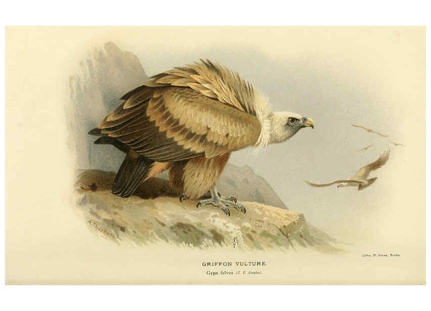 Reproducción/Reproduction 6029171758: Coloured figures of the birds of the British Islands. v.1 London :R. H. Porter,1885-1897