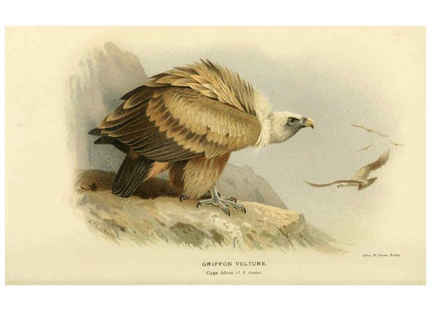 Reproducción/Reproduction 6029171758: Coloured figures of the birds of the British Islands. v.1 London :R. H. Porter,1885-1897
