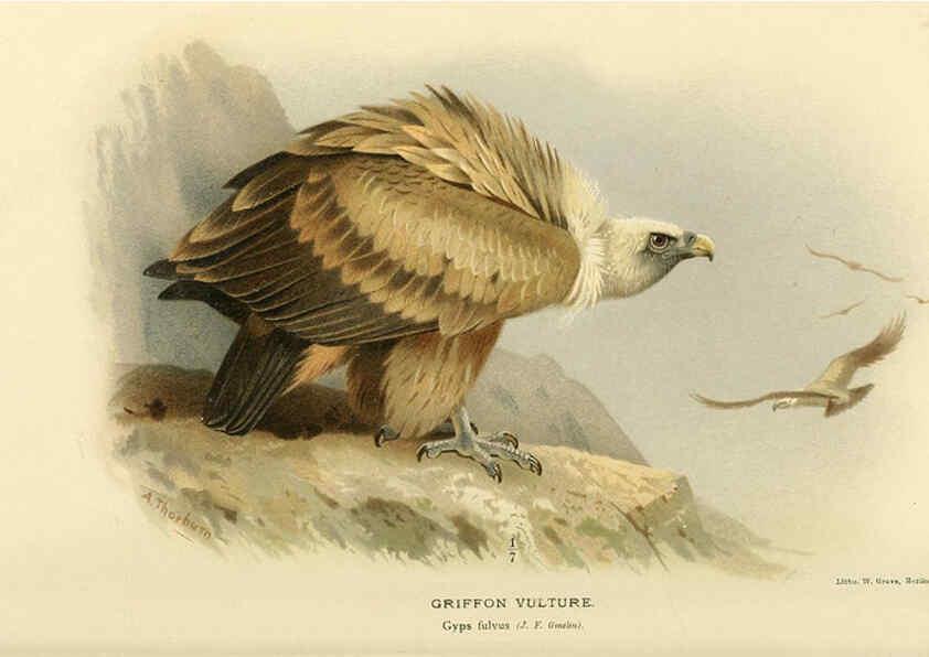 Reproducción/Reproduction 6029171758: Coloured figures of the birds of the British Islands. v.1 London :R. H. Porter,1885-1897