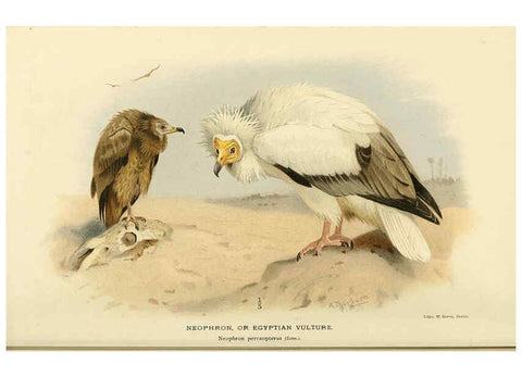 Reproducción/Reproduction 6029172002: Coloured figures of the birds of the British Islands. v.1 London :R. H. Porter,1885-1897