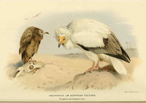Reproducción/Reproduction 6029172002: Coloured figures of the birds of the British Islands. v.1 London :R. H. Porter,1885-1897