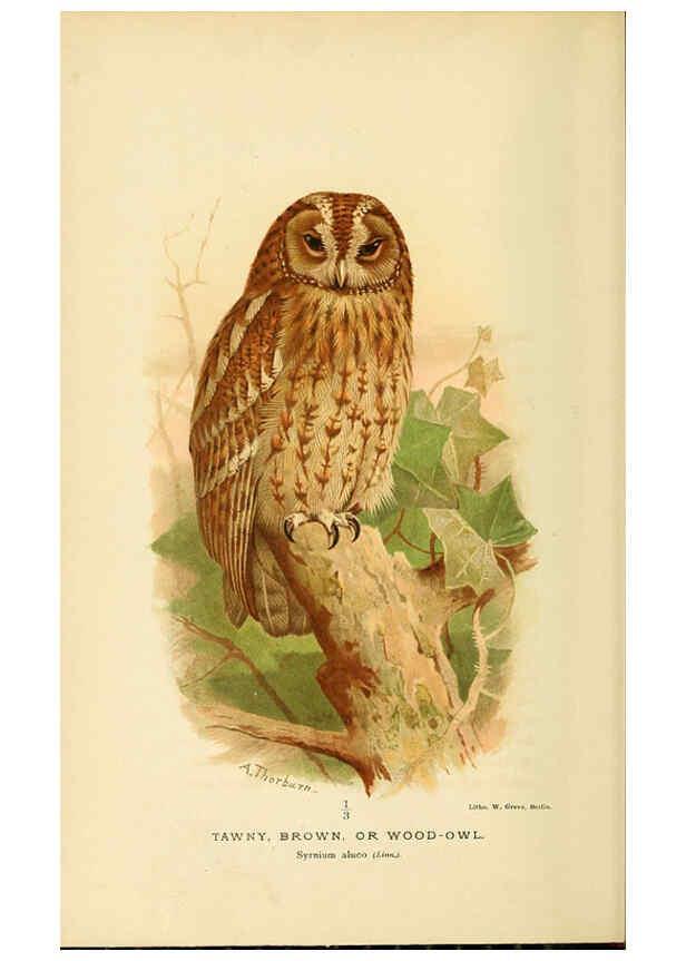 Reproducción/Reproduction 6028620027: Coloured figures of the birds of the British Islands. v.1 London :R. H. Porter,1885-1897