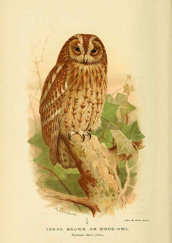 Reproducción/Reproduction 6028620027: Coloured figures of the birds of the British Islands. v.1 London :R. H. Porter,1885-1897