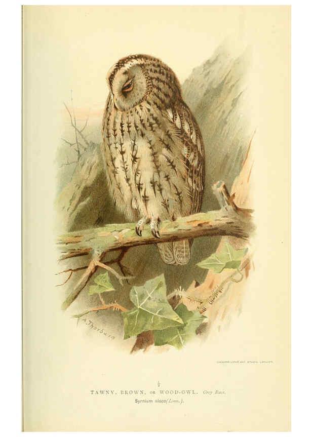 Reproducción/Reproduction 6028620281: Coloured figures of the birds of the British Islands. v.1 London :R. H. Porter,1885-1897