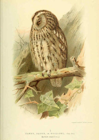 Reproducción/Reproduction 6028620281: Coloured figures of the birds of the British Islands. v.1 London :R. H. Porter,1885-1897