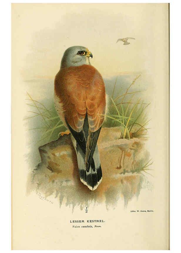 Reproducción/Reproduction 6028616333: Coloured figures of the birds of the British Islands. v.1 London :R. H. Porter,1885-1897