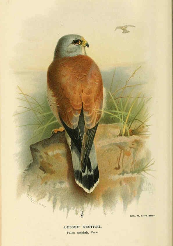 Reproducción/Reproduction 6028616333: Coloured figures of the birds of the British Islands. v.1 London :R. H. Porter,1885-1897