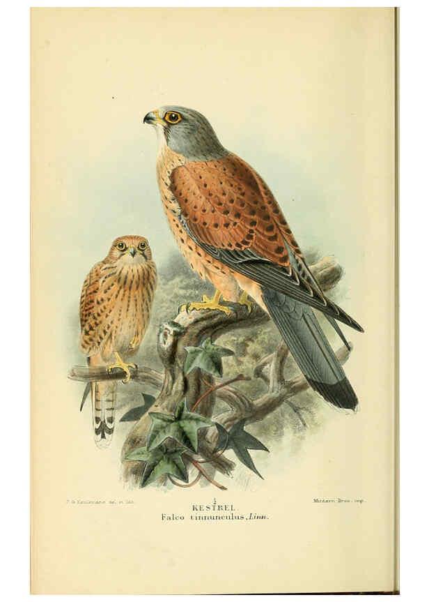 Reproducción/Reproduction 6029168332: Coloured figures of the birds of the British Islands. v.1 London :R. H. Porter,1885-1897