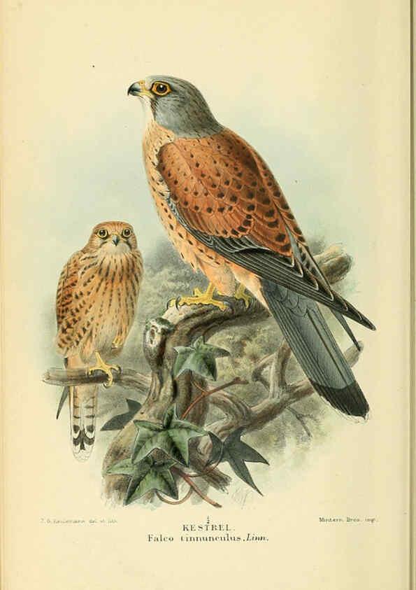 Reproducción/Reproduction 6029168332: Coloured figures of the birds of the British Islands. v.1 London :R. H. Porter,1885-1897
