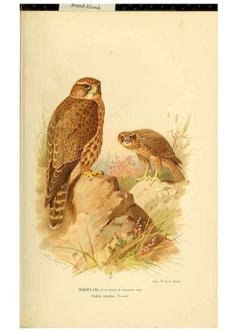Reproducción/Reproduction 6028615737: Coloured figures of the birds of the British Islands. v.1 London :R. H. Porter,1885-1897