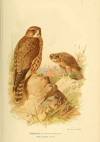 Reproducción/Reproduction 6028615737: Coloured figures of the birds of the British Islands. v.1 London :R. H. Porter,1885-1897