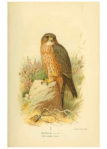 Reproducción/Reproduction 6028615243: Coloured figures of the birds of the British Islands. v.1 London :R. H. Porter,1885-1897