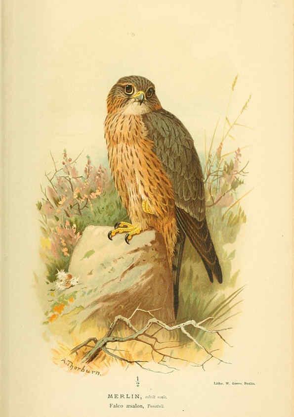 Reproducción/Reproduction 6028615243: Coloured figures of the birds of the British Islands. v.1 London :R. H. Porter,1885-1897