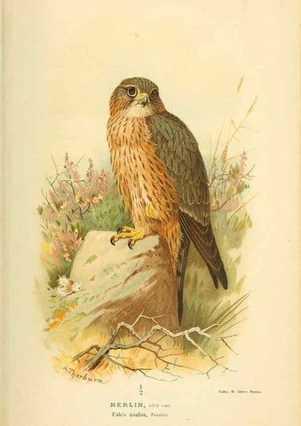 Reproducción/Reproduction 6028615243: Coloured figures of the birds of the British Islands. v.1 London :R. H. Porter,1885-1897