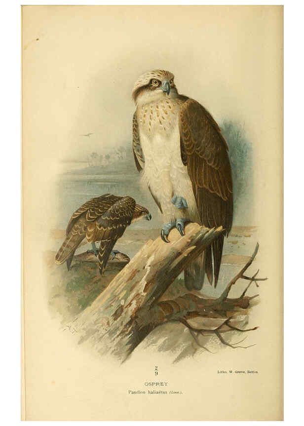 Reproducción/Reproduction 6029163842: Coloured figures of the birds of the British Islands. v.1 London :R. H. Porter,1885-1897