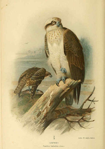 Reproducción/Reproduction 6029163842: Coloured figures of the birds of the British Islands. v.1 London :R. H. Porter,1885-1897
