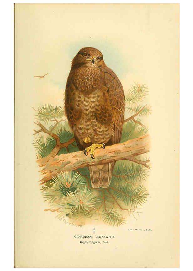 Reproducción/Reproduction 6029164046: Coloured figures of the birds of the British Islands. v.1 London :R. H. Porter,1885-1897